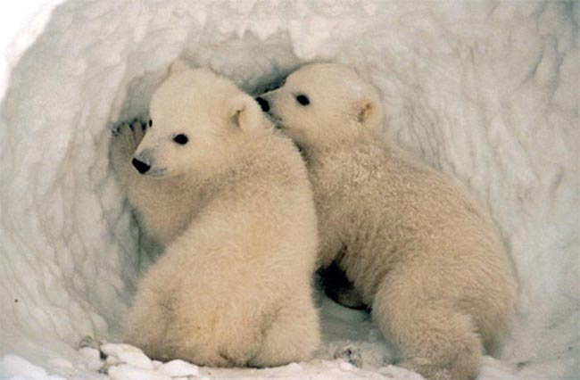 L'ours polaire, une espèce prioritaire